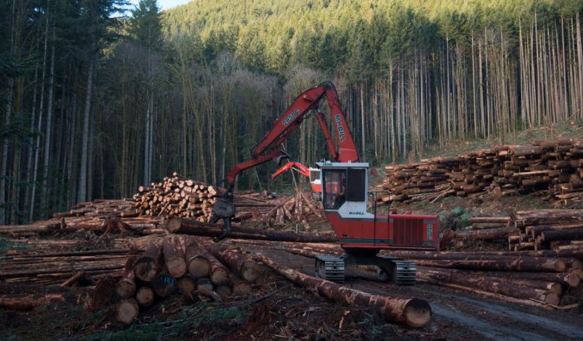 砍伐树木≠破坏环境,看现代木结构实现环保